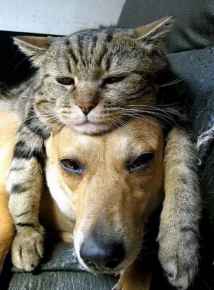 Picture for category Pill Assist Products